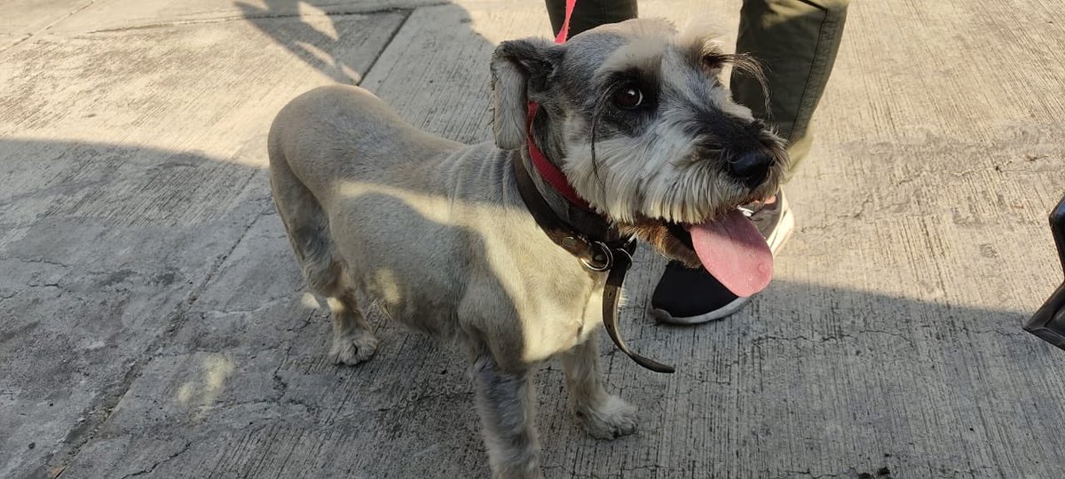 HuesotesV's tweet photo. Perrit@ encontrado @En_laDelValle @LaNapolesCdMx @PrrosPerdidosMX contacto 5586832845 encontremos a su dueño @ColNarvarte @En_Narvarte https://t.co/Yksk13wz2K