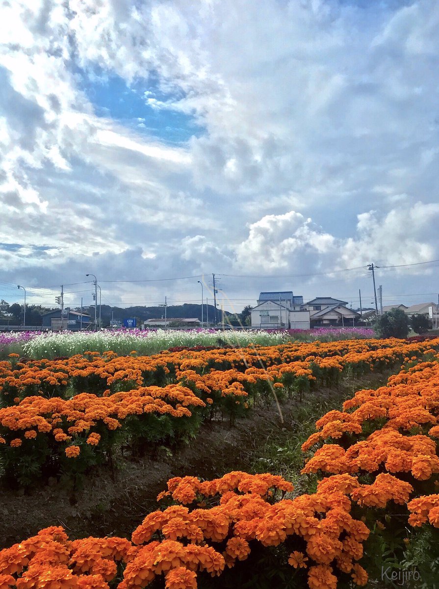 GaddMt's tweet photo. 南房総市富浦町多々良にて
#南房総
#花畑
#マリーゴールド
#コスモス
#秋桜
#空の青
#雲の白
#風景写真
At Tatara, Tomiura-cho, Minamiboso
#minamiboso
#hanahata
#marigold
#cosmos
#akisakura
#skyblue
#cloudwhite
#landscapephotography https://t.co/nMoq9uzyyp