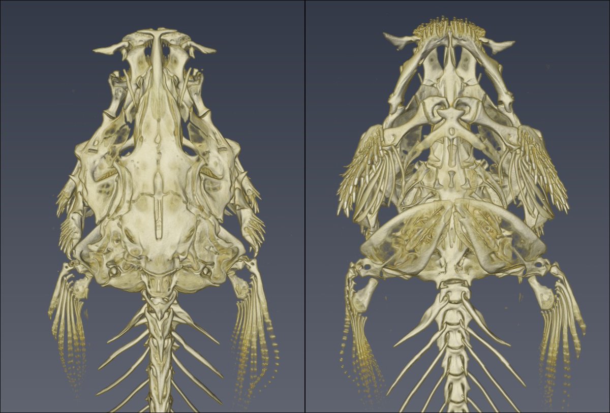 clquezadar's tweet photo. Trichomycterus maculatus y Trichomycterus areolatus #ScanAllFish #ScanAllFishinChile https://t.co/vwz8zmcVxO