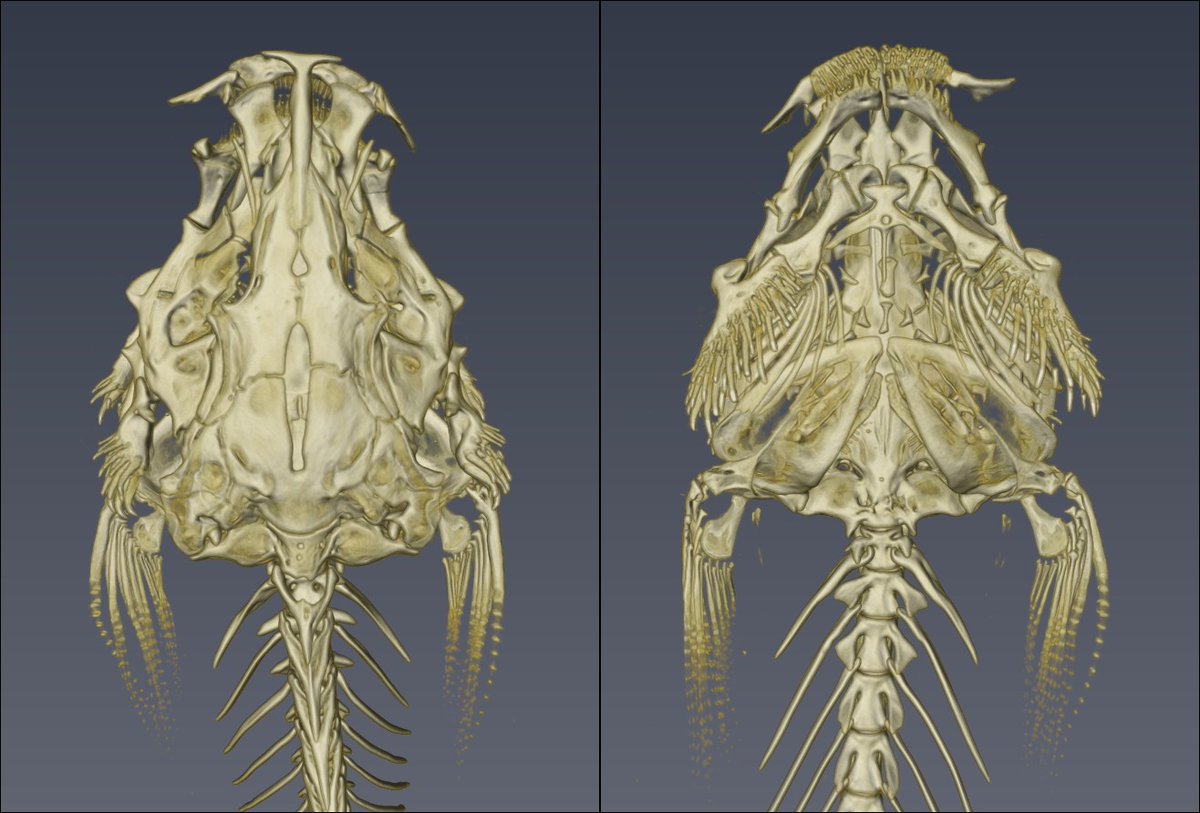 clquezadar's tweet photo. Trichomycterus maculatus y Trichomycterus areolatus #ScanAllFish #ScanAllFishinChile https://t.co/vwz8zmcVxO