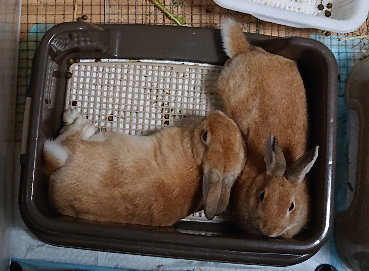 Lue 廃止されるウサギ小屋から女の子をお迎えしたら 既に妊娠しててうちで生まれた子達の里親さんを募集しています 3匹みんな女の子です 気になれば気軽にお問い合わせください 室内飼育 生涯可愛がってくださる 避妊手術してくださるなど諸々 Lue 廃止されるウサギ小屋から女の子をお迎えしたら 既に妊娠しててうちで生まれた子達の里親さんを募集しています 3匹みんな女の子です 気になれば気軽にお問い合わせください 室内飼育 生涯可愛がってくださる 避妊手術してくださるなど諸々