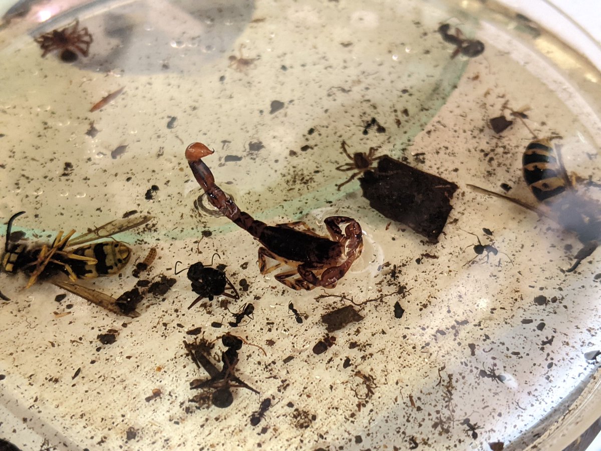 ChrisEFust's tweet photo. Apparently scorpions hang around carcasses. #ProjectOzScav #Kosciuszko #WildOz #scavenging #entomology https://t.co/OwxiQIvZYH