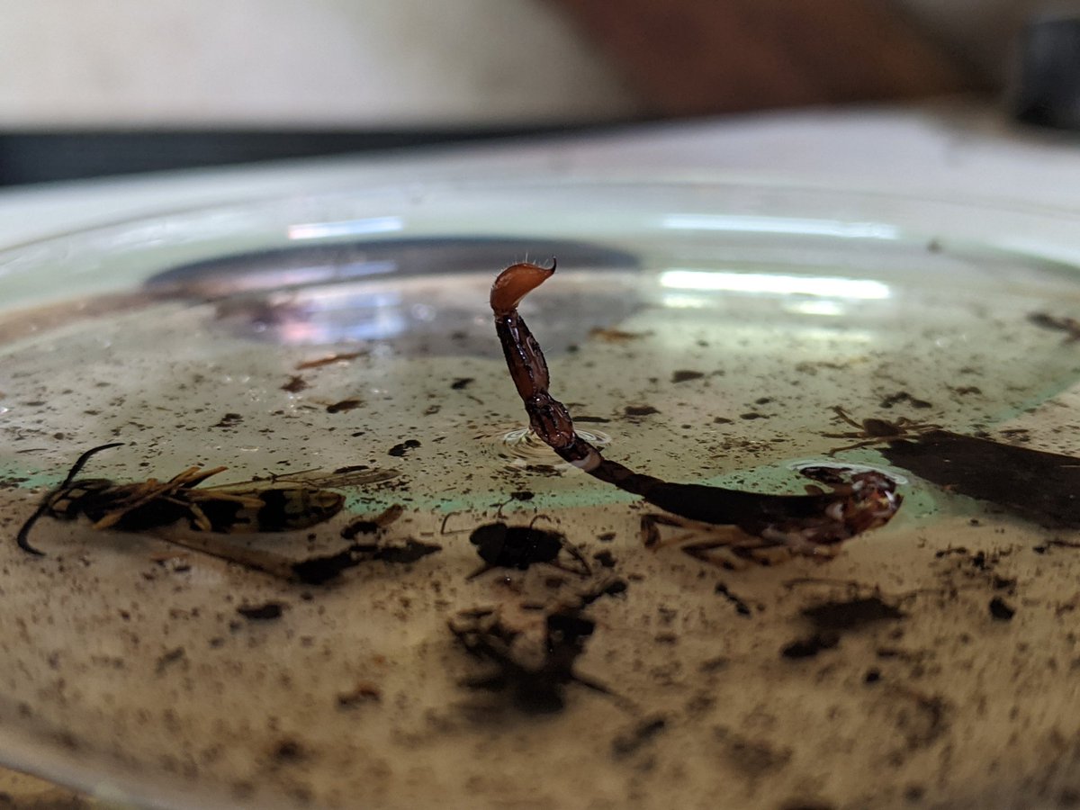 ChrisEFust's tweet photo. Apparently scorpions hang around carcasses. #ProjectOzScav #Kosciuszko #WildOz #scavenging #entomology https://t.co/OwxiQIvZYH