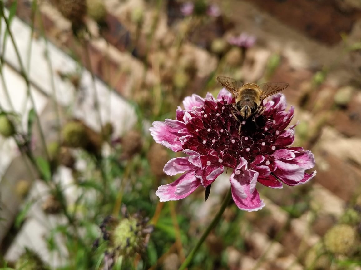 angelica_nayibe's tweet photo. Las trabajadoras más hermosas🐝😍🥰 #NaturalezaViva #abejas @Proarbol_Col https://t.co/JyS1juiSoW