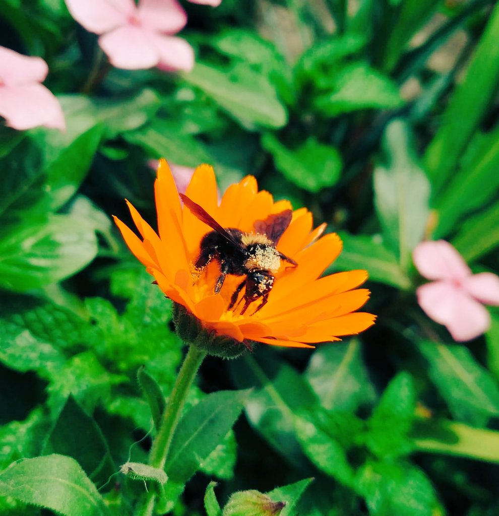 angelica_nayibe's tweet photo. Las trabajadoras más hermosas🐝😍🥰 #NaturalezaViva #abejas @Proarbol_Col https://t.co/JyS1juiSoW
