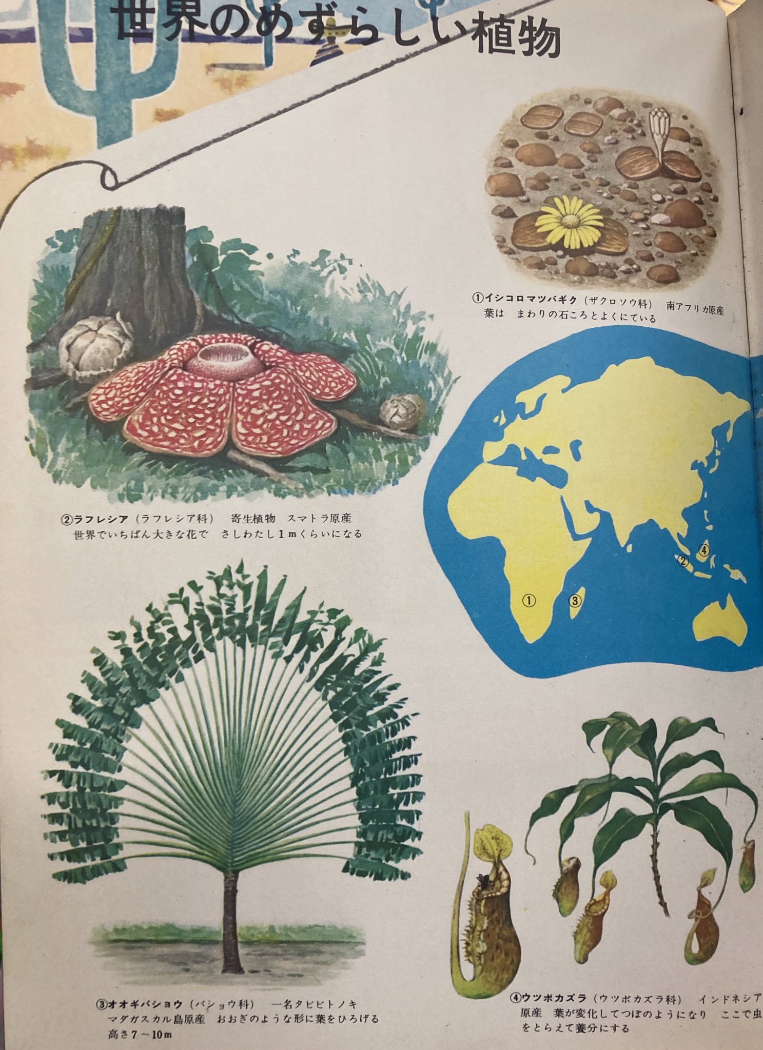 Twitter 上的 唐沢なをき 昨日鳥類の図鑑のページあげたので植物図鑑もあげたくなった 昭和仮面ライダーが流行ったとき児童誌の 僕の考えたショッカー怪人 のコーナーに頻出してた気がする ラフレシアの怪人 T Co Qovnrgb6en Twitter