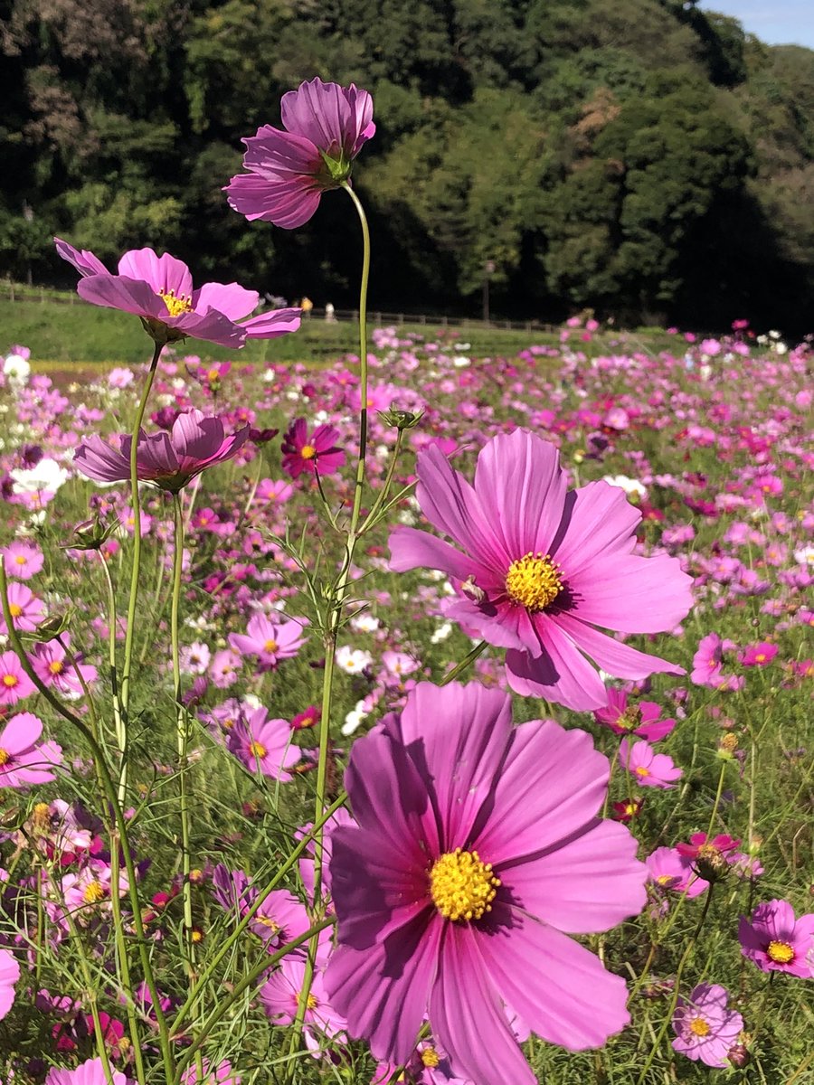 くりはま花の国