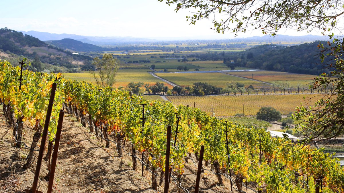 Loving this inspiring autumnal view from our hillside vineyards down the heart of Stags Leap District — one of the most distinct, ideal regions in the world for producing classic Cabernet Sauvignon.