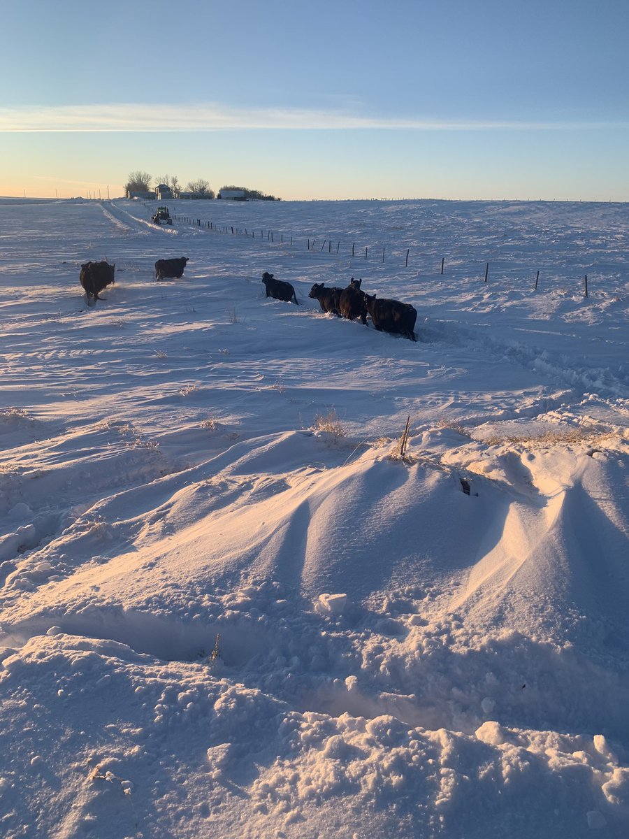 Collecting cows after storm.