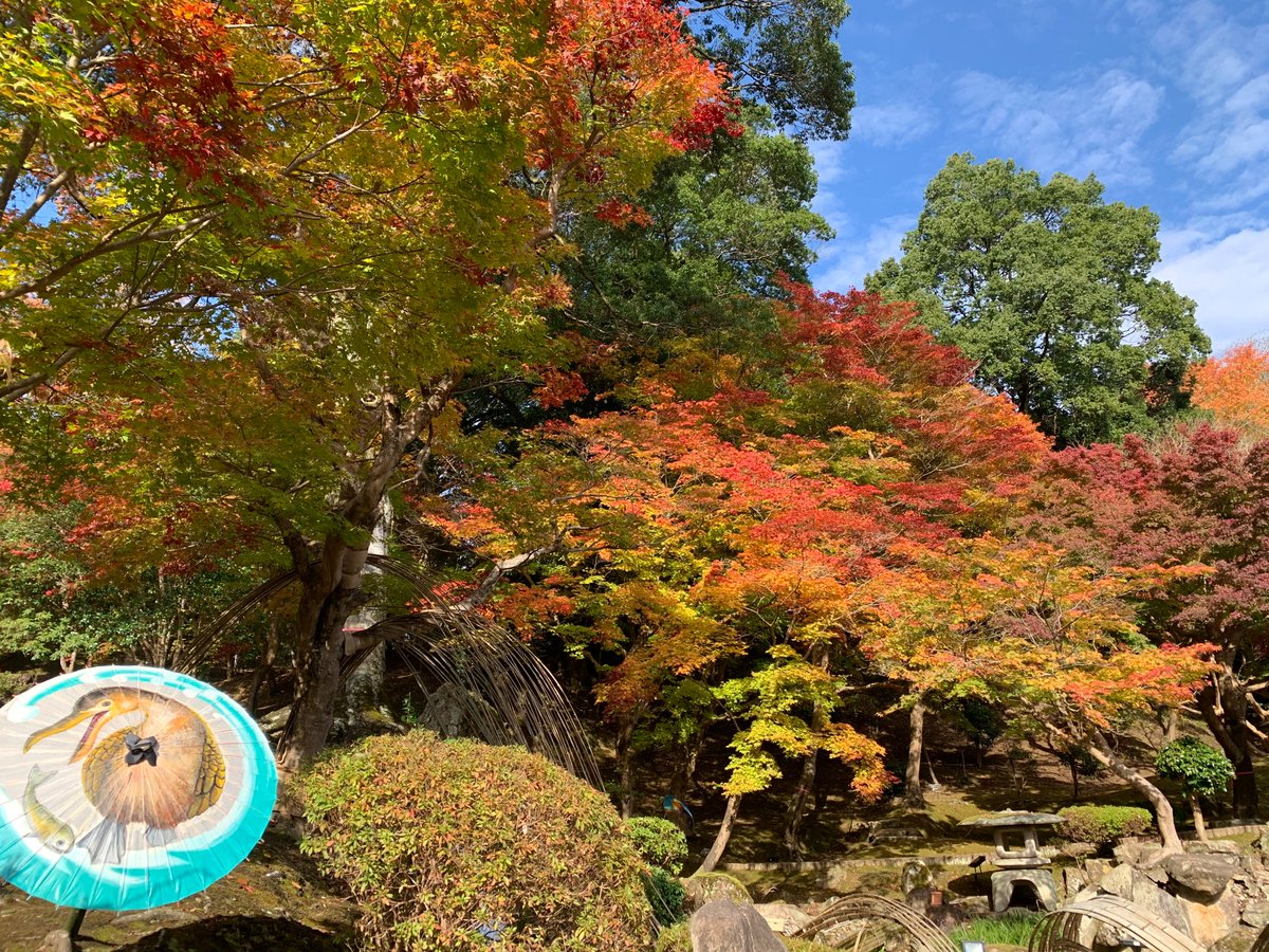 広島県三次市 公式 尾関山公園紹介 今回は 尾関山公園の紅葉 公園内の木々はだいぶ色づいてきました 今年は竹の造作物を使ったインスタレーションもあり 紅葉とのコラボレーションはとても幻想的です 三次市 尾関山 尾関山公園 景観