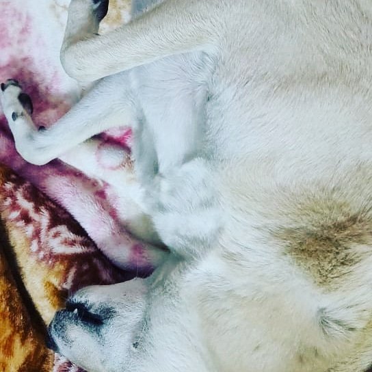 AnimalsUnitedCo's tweet photo. Fury foxes 🦊
.
.
Follow us if you LOVE Animals
.
.
.
.
#adoption #adoptdontshop #love #dogstagram #dogadoption #dogs
#dogsofinstagram #doglovers #helpinganimals #loveallanimals #puppiesofinstagram #rescue  #animalwelfare #animallovers
#petsofinstagram #photooftheday https://t.co/LNbNDeGB82