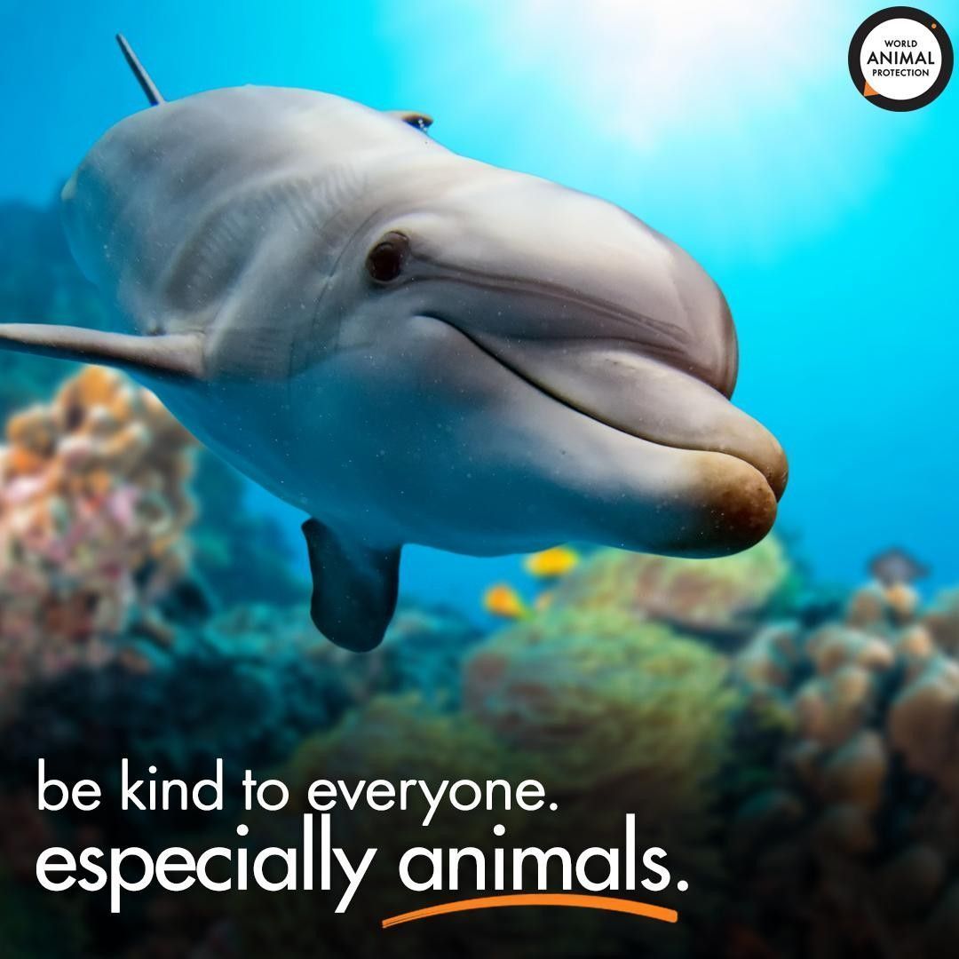 MoveTheWorldUS's tweet photo. Kindness is everything. 🐬 ✨ https://t.co/5ZJAC9Th8S
