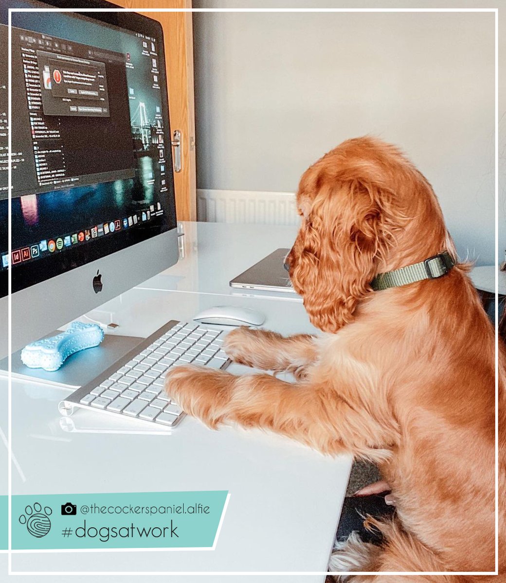 "Don’t worry about the error message guys, I’ve got Monday under control 🤓🤥😝"

📸: instagram.com/thecockerspani…