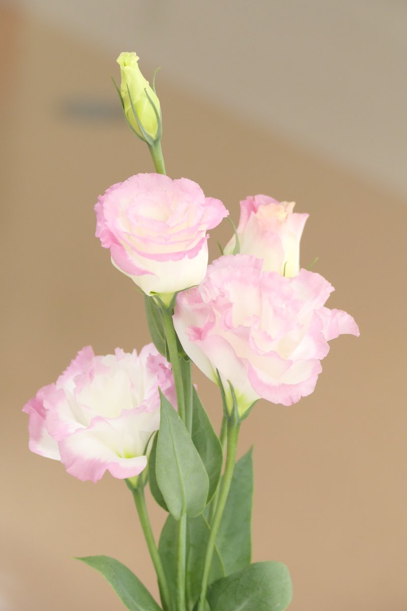 ラム グランディ フロ ペラルゴニウムの花言葉｜花の種類や色、開花時期は？