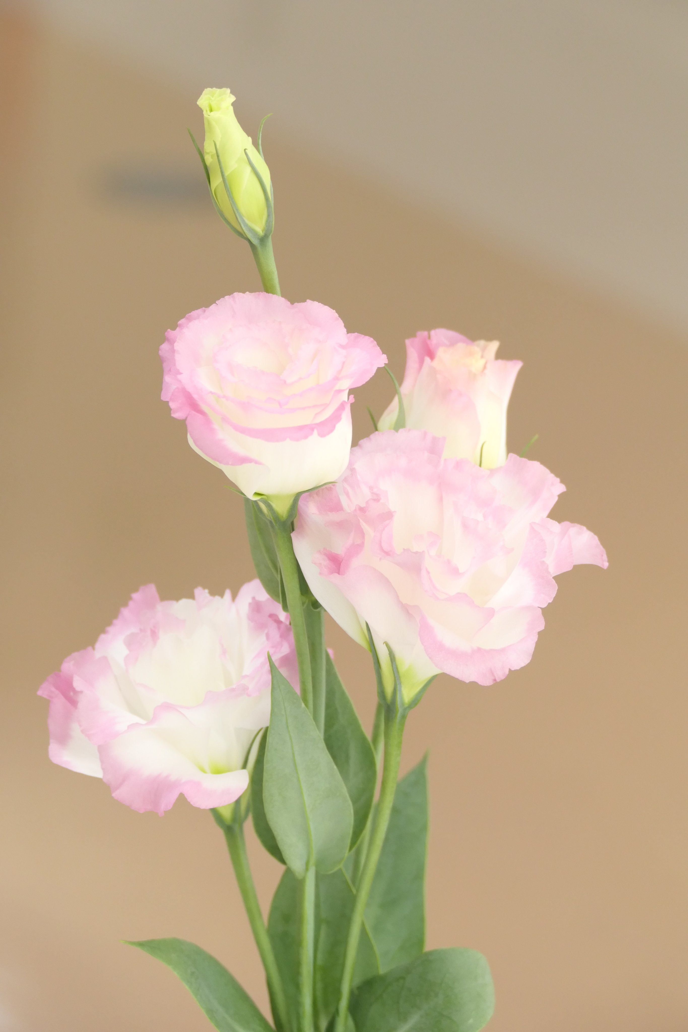 川口短期大学 今週のお花 今週は トルコキキョウ 花言葉は すがすがしい美しさ 優美 希望 さわやかな気品と可愛らしさをあわせ持つ 花姿に由来するともいわれます トルコ キキョウ 優美 希望 ピンク ブーケ 大学 短大 東浦和