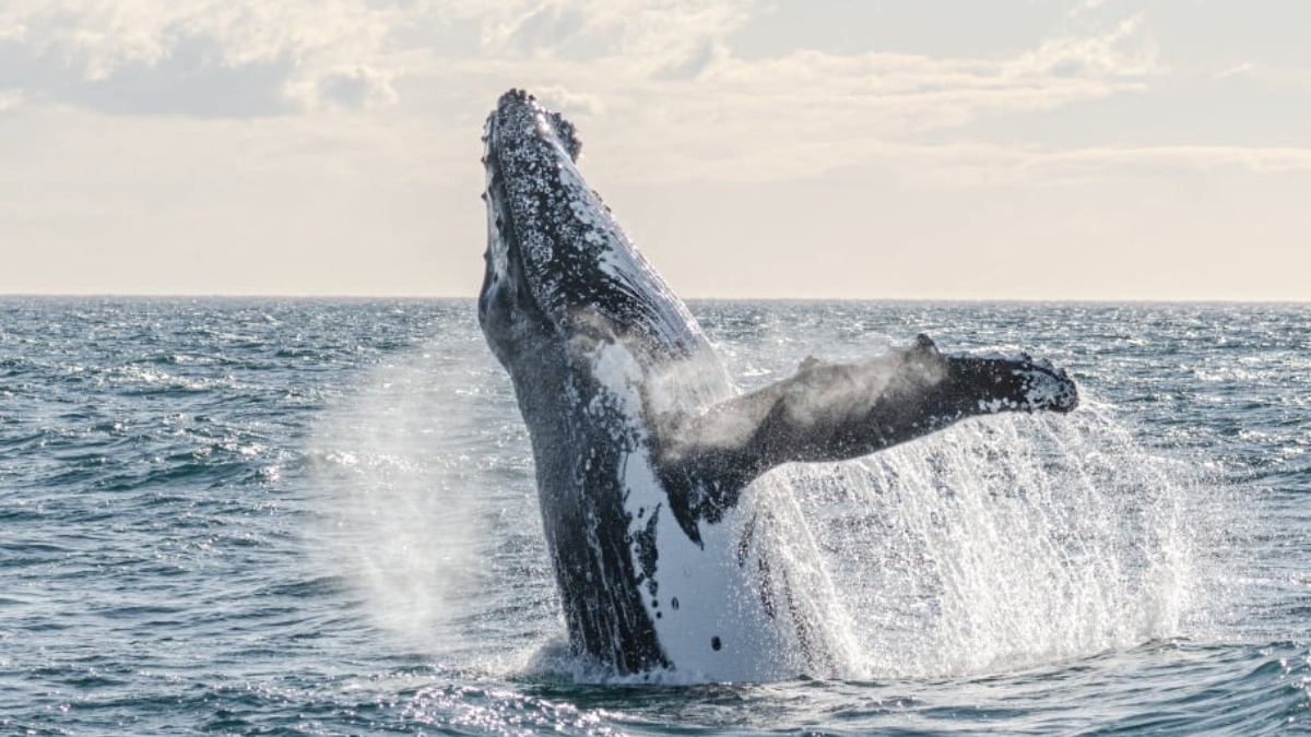 PureNewZealand's tweet image. “Every now and then we come across something extra special” -@WWKaikoura 🐋 #NewZealand #NZMustDo @KaikouraNZ 📷: Allan Cronin
