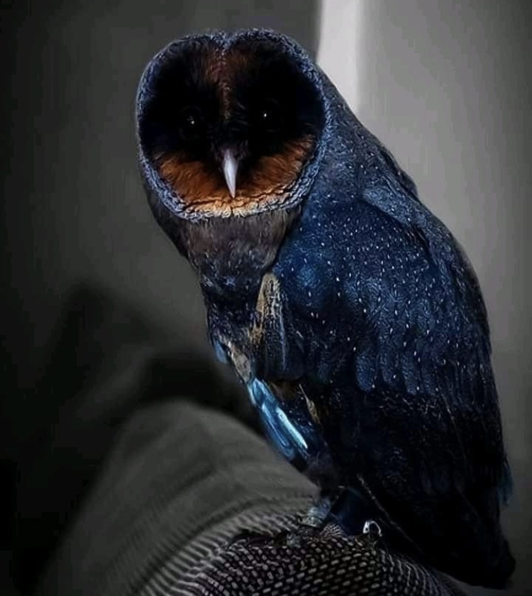 OwlsEveryHour's tweet photo. #OwlHour https://t.co/WKm5VHQ9JJ