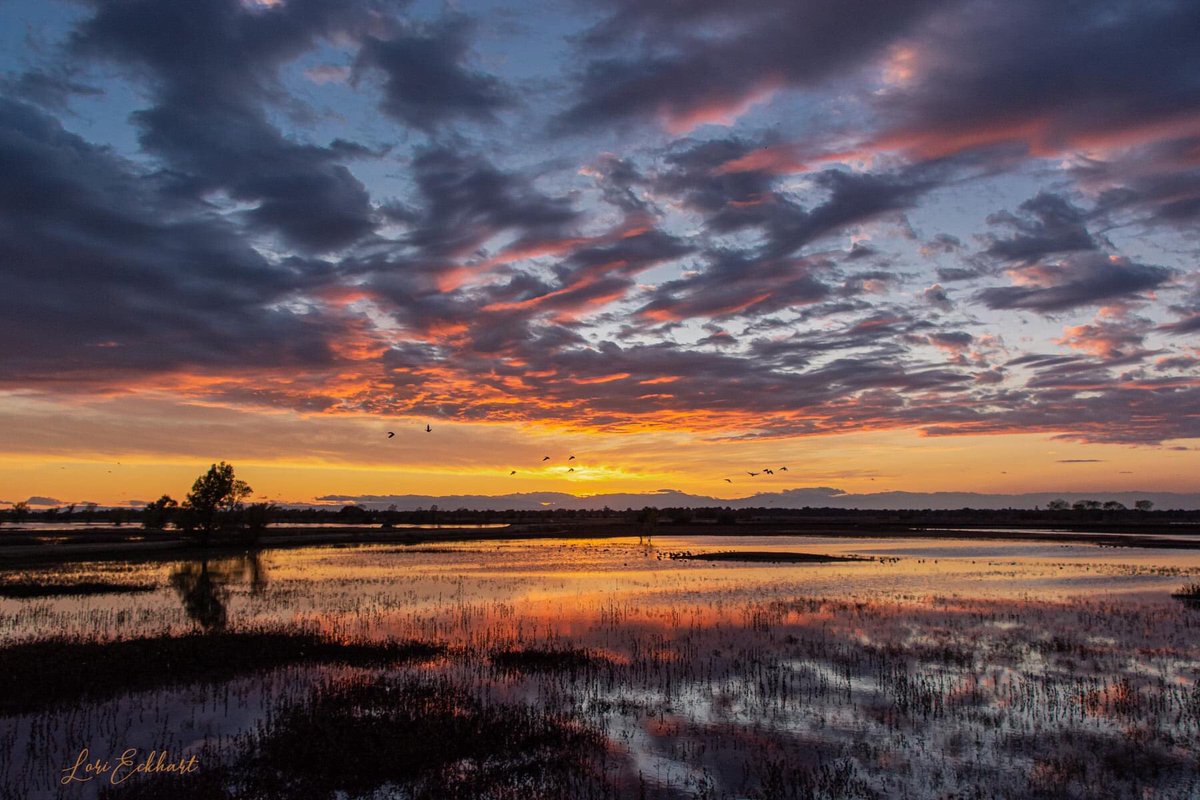 LoriEckhart1's tweet photo. @kcraFinan This was Saturday night’s sunset from the Llano Seco Bird Viewing platform, south of Chico. #sunset #llanoSeco https://t.co/xd1iDCHEFC