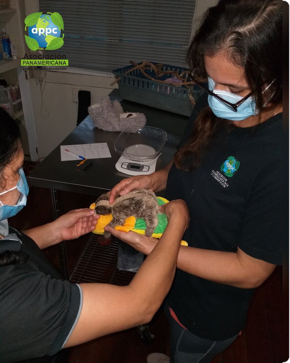 APPC_Panama's tweet photo. Nuvia Lozano y su madre rescatan y trasladan desde la provincia de Colón, esta pequeña cría de perezoso de tres dedos (Bradypus variegatus) para la atención y el cuidado en #appcpanama gracias al #teamappc las pequeñas crías están en las mejores manos #rescatandoperezoso https://t.co/sFpCub77pS
