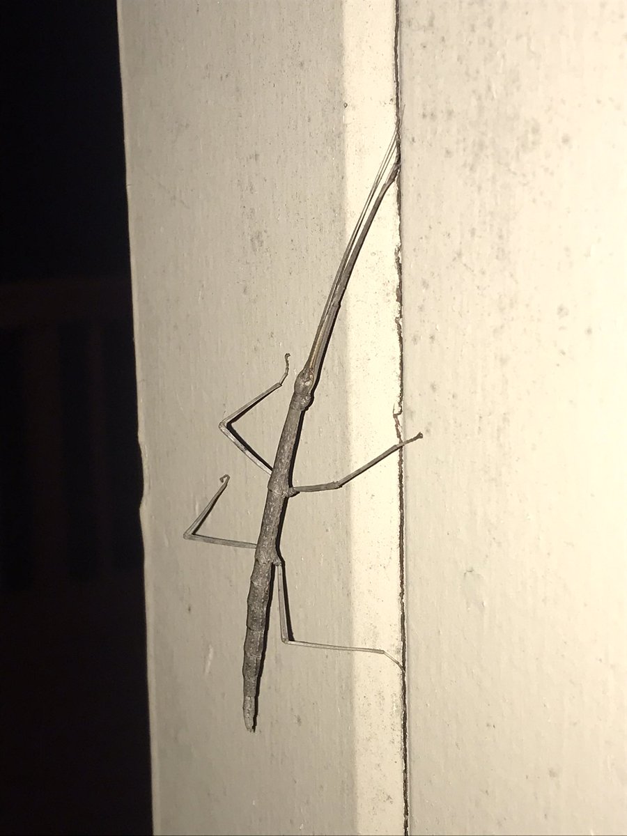 Ms_Kroll's tweet photo. I haven’t found a walking stick in forever! How cool!!! #lifeattheburrow #walkingstickbug https://t.co/3A4Jp1N3sj