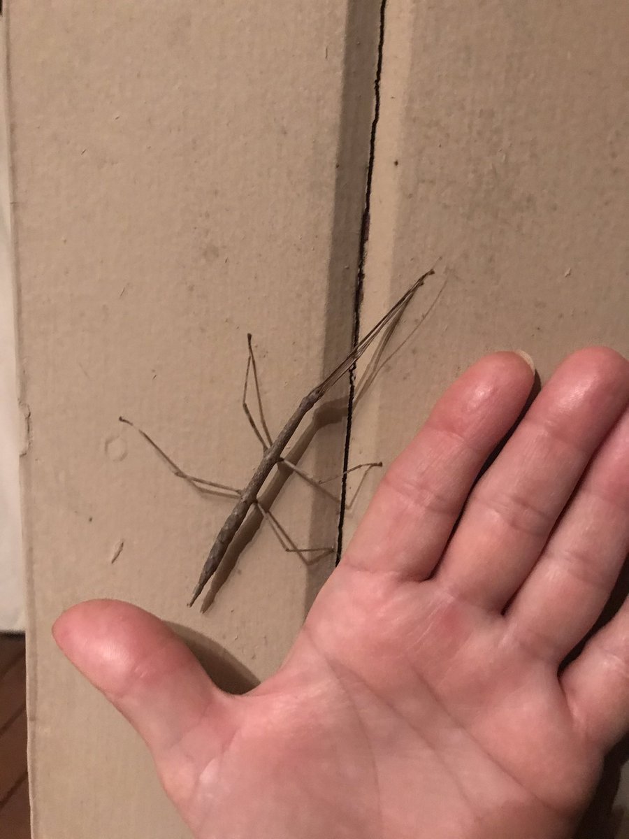 Ms_Kroll's tweet photo. I haven’t found a walking stick in forever! How cool!!! #lifeattheburrow #walkingstickbug https://t.co/3A4Jp1N3sj