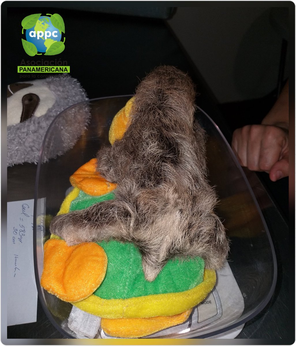 APPC_Panama's tweet photo. Nuvia Lozano y su madre rescatan y trasladan desde la provincia de Colón, esta pequeña cría de perezoso de tres dedos (Bradypus variegatus) para la atención y el cuidado en #appcpanama gracias al #teamappc las pequeñas crías están en las mejores manos #rescatandoperezoso https://t.co/sFpCub77pS