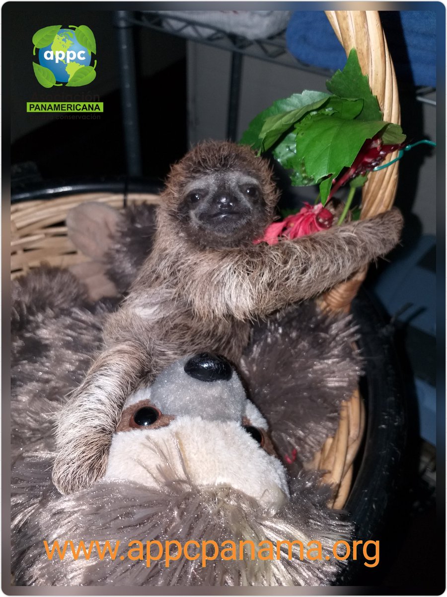 APPC_Panama's tweet photo. Nuvia Lozano y su madre rescatan y trasladan desde la provincia de Colón, esta pequeña cría de perezoso de tres dedos (Bradypus variegatus) para la atención y el cuidado en #appcpanama gracias al #teamappc las pequeñas crías están en las mejores manos #rescatandoperezoso https://t.co/sFpCub77pS