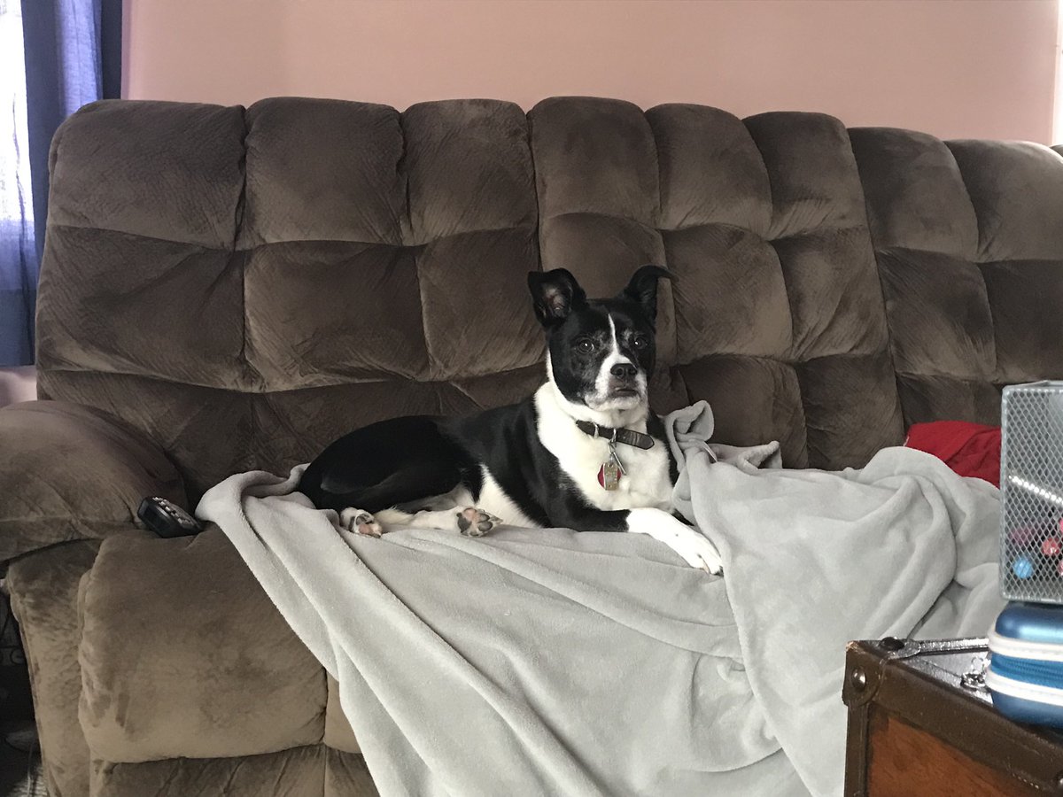 KeithOlbermann's tweet photo. NYC MISSING DOG ALERT: Savannah, a Jack Russell, is lost at Waverly and Sixth Avenue downtown. She’s chipped: 985112004335103. If you’ve seen or found her please call 888-466-3242 and PLEASE RT SAVANNAH! https://t.co/e019FkO2ay