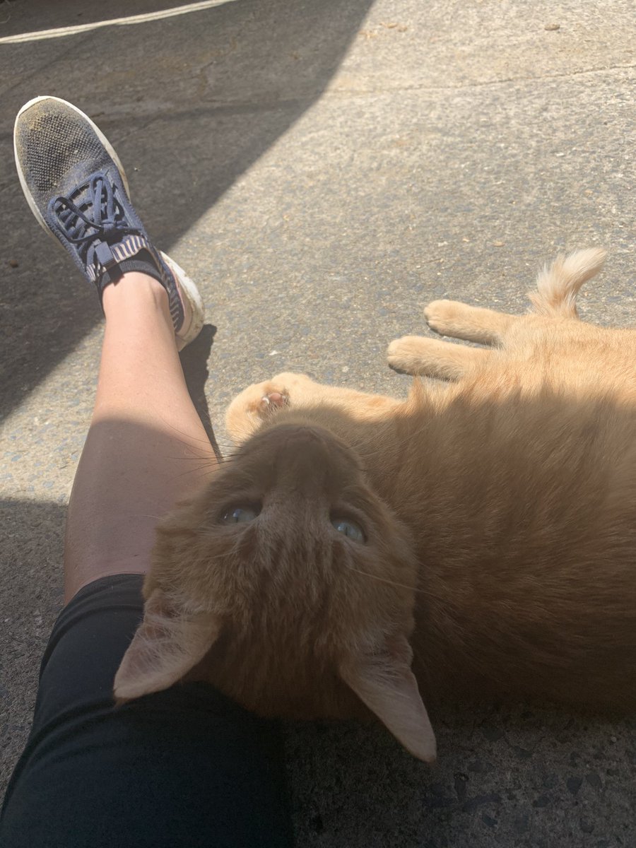 haydon_racing's tweet photo. Jump out morning there is lots of waiting, Ginge is feeling it today 😂#haydonracing #thoroughbreds #horseracing #jumpouts #longmorning #busy #gingercat #stablecat #sunshinecoastturfclub #horses #horsesofinstagram #horseracinglife https://t.co/azLfHaG2Wf