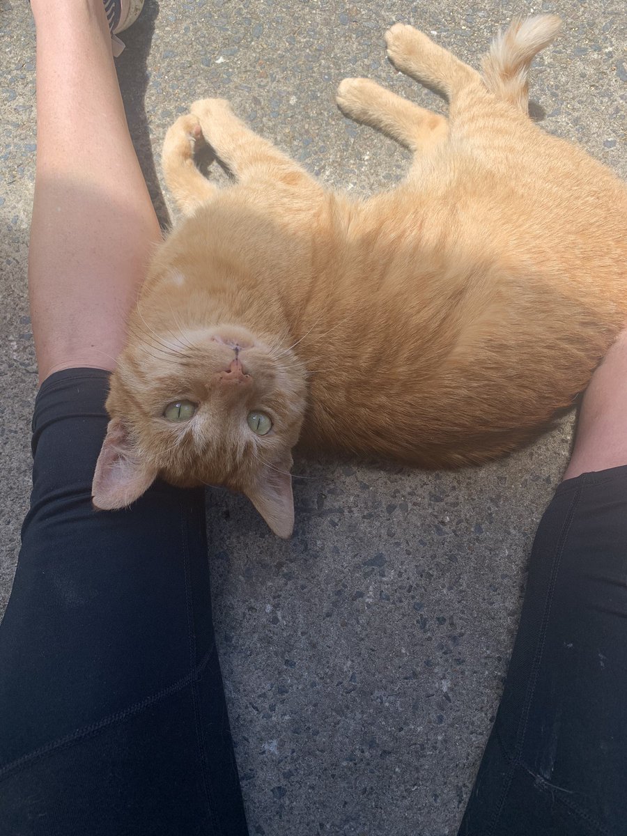 haydon_racing's tweet photo. Jump out morning there is lots of waiting, Ginge is feeling it today 😂#haydonracing #thoroughbreds #horseracing #jumpouts #longmorning #busy #gingercat #stablecat #sunshinecoastturfclub #horses #horsesofinstagram #horseracinglife https://t.co/azLfHaG2Wf