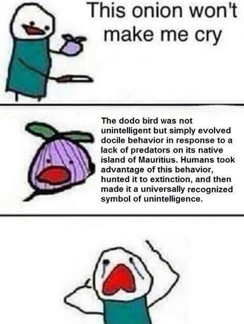 IzzyxBell's tweet photo. Reason 658 why I felt crippling guilt any time I had to kill a Dodo in ARK https://t.co/WPh6Xsogw1