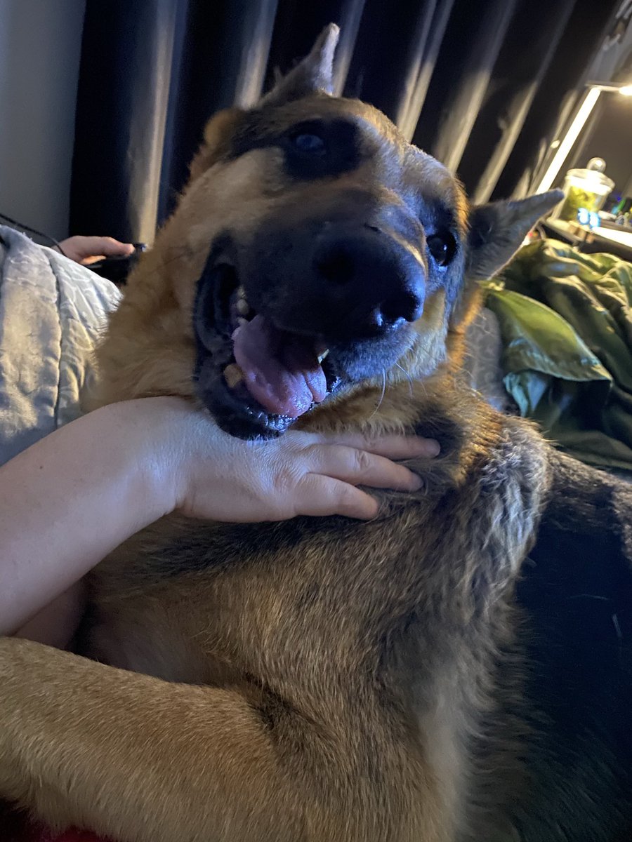 baquick2013's tweet photo. @MajorChampBiden We can’t wait to see you! Rebel is a rescue and so excited! #FirstDogsUSA https://t.co/1o8PhUa0Ld