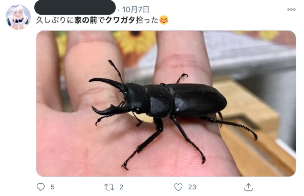 家の前にクワガタ置いて空き巣に入られた被害が Togetter 家の前にクワガタ置いて空き巣に入られた被害が Togetter