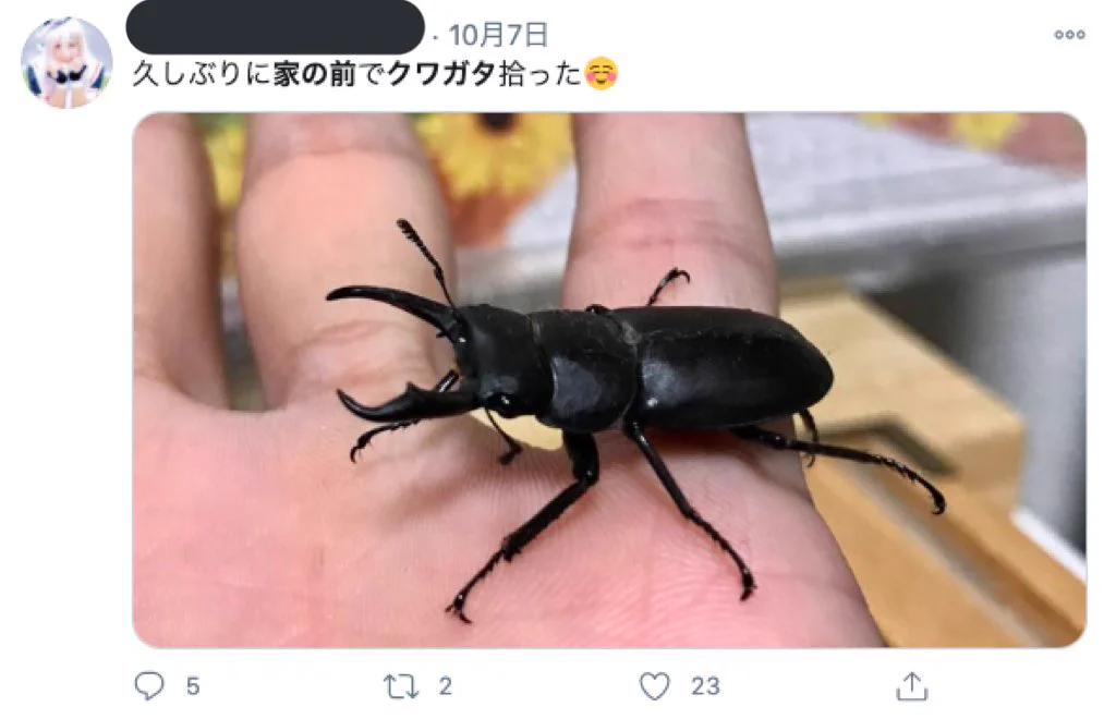 「家の前 クワガタ」でエゴサすると？空き巣被害に遭いそうな人が続々出てくる！