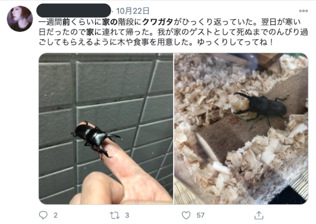 家の前 クワガタ でエゴサすると 空き巣被害に遭いそうな人が続々出てくる 話題の画像プラス