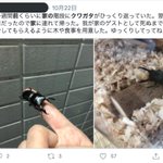 「家の前 クワガタ」でエゴサすると？空き巣被害に遭いそうな人が続々出てくる!