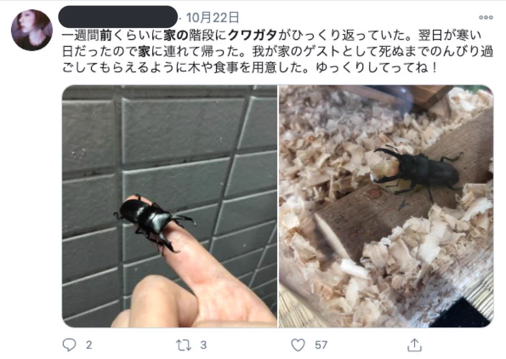 「家の前 クワガタ」でエゴサすると？空き巣被害に遭いそうな人が続々出てくる！