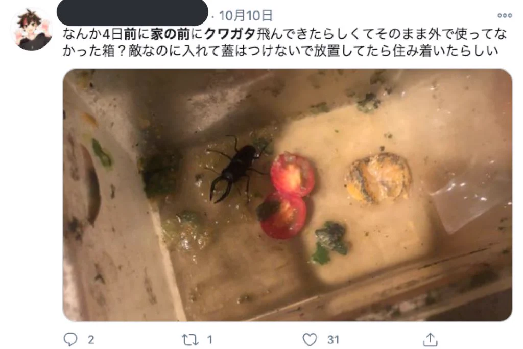 「家の前 クワガタ」でエゴサすると？空き巣被害に遭いそうな人が続々出てくる！