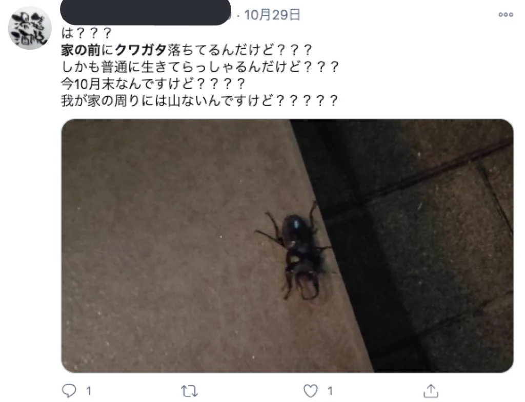 「家の前 クワガタ」でエゴサすると？空き巣被害に遭いそうな人が続々出てくる！