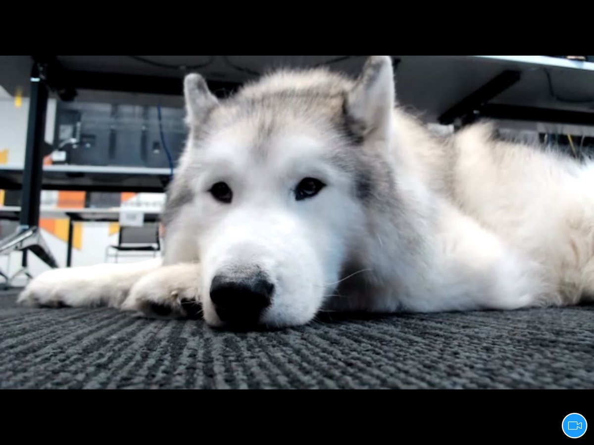 CMHNunimelb's tweet photo. Max 😍 from @DeltaTherapyAus visiting us in the #wellnessroom #2020collab #collab2020 https://t.co/D0wbvWQJcw