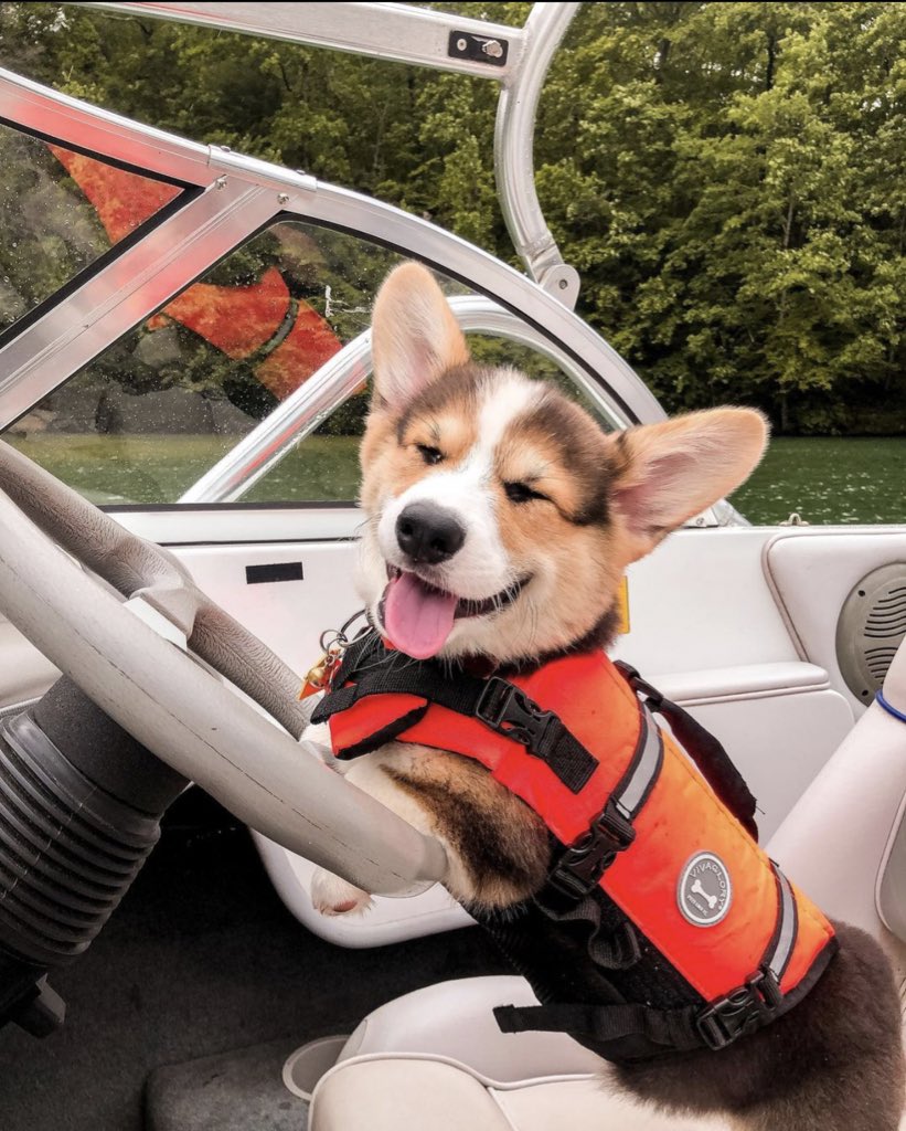 This is Ziggy. It’s his turn to drive the boat. He is the captain now. 13/10 no takebacks