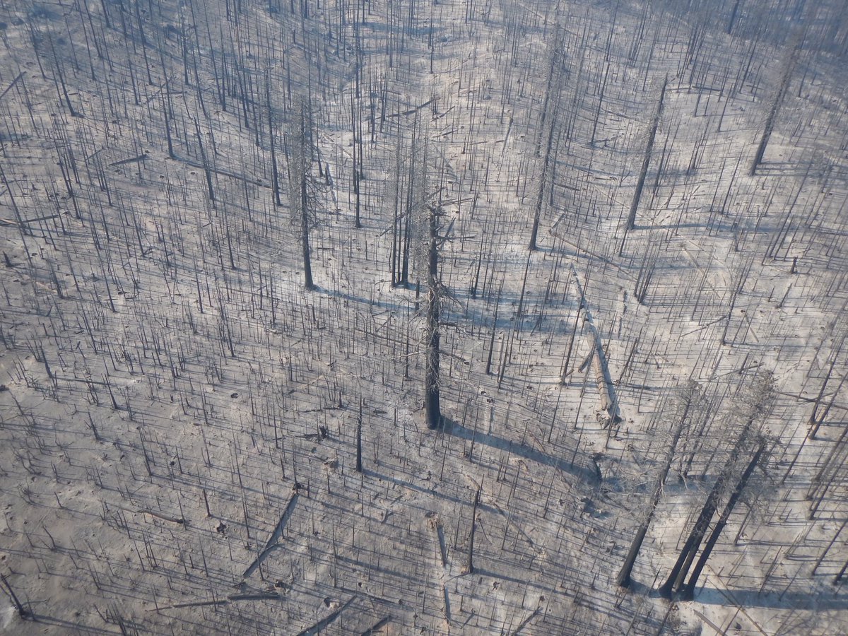klshive's tweet photo. #giantsequoia burned in the #SQFcomplex is a major alarm bell on the need for more #goodfire.
Prelim data linked below or, Cliffs-notes:
 >16k sequoia acres burned, ~40% high severity
They can’t sprout like their #coastredwood cousins-when the ancient trees are gone, they’re gone https://t.co/IbnGH7hA5e