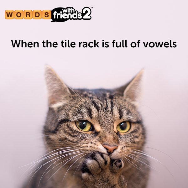 Words2WithF's tweet image. A-E-I-O-MEOW 😼 #WordsWithFriends