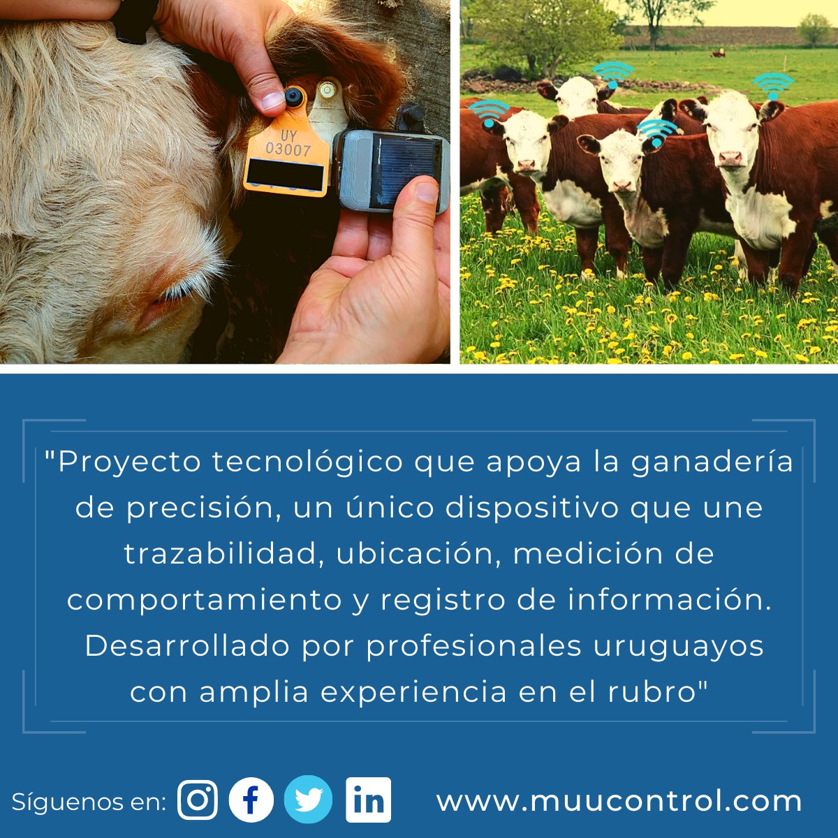 muucontrol1's tweet photo. 📲 Una app que va a revolucionar el mercado del agro!!!
#muucontroluy

👉Más info 📲2900 8192
https://t.co/fEeICTbST1

Compartinos en tus redes con el #muucontroluy

#ProyectoANII #ganaderia #tecnologia #presicion #tecnologíadecampo #agro #Uruguay  #montevideo #uruguaynatural https://t.co/39d8Dh4hcZ