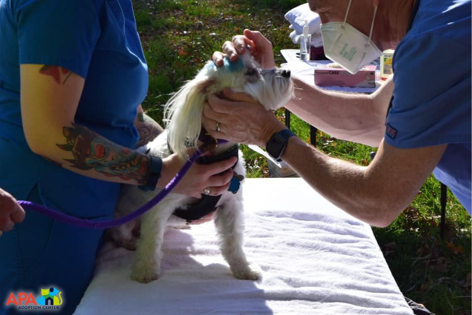 APAofMO's tweet photo. Over the weekend the APA Pet Partners Program vaccinated 44 pets against rabies and distemper at Dellwood Park in our community focus area of 63136. Vaccination is an important part of keeping your pet healthy. Speak to your vet about which shots your furry friend may need. https://t.co/uKeeXCy4wo