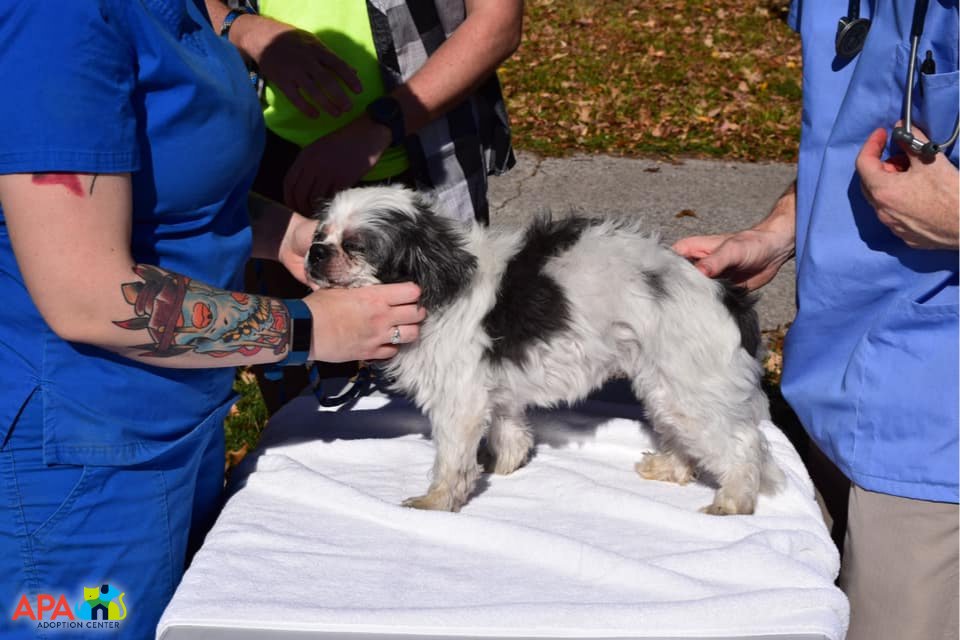 APAofMO's tweet photo. Over the weekend the APA Pet Partners Program vaccinated 44 pets against rabies and distemper at Dellwood Park in our community focus area of 63136. Vaccination is an important part of keeping your pet healthy. Speak to your vet about which shots your furry friend may need. https://t.co/uKeeXCy4wo