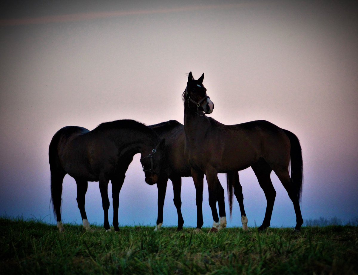 JenRoytz's tweet photo. Meeting of the minds. #thoroughbred #ottb #futureshowhorse #brownstead #bullettrain #yonaguska #smartyjones #usbred #kybred #projectponies https://t.co/nXOysDZl4P
