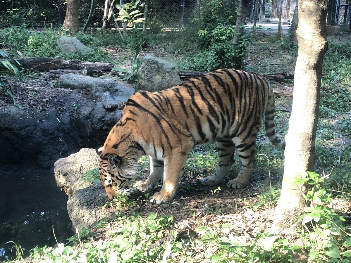 nattounever's tweet photo. 虎が草食ってキレてた https://t.co/ZuqqsKW3fF