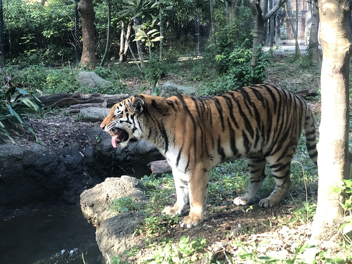 nattounever's tweet photo. 虎が草食ってキレてた https://t.co/ZuqqsKW3fF