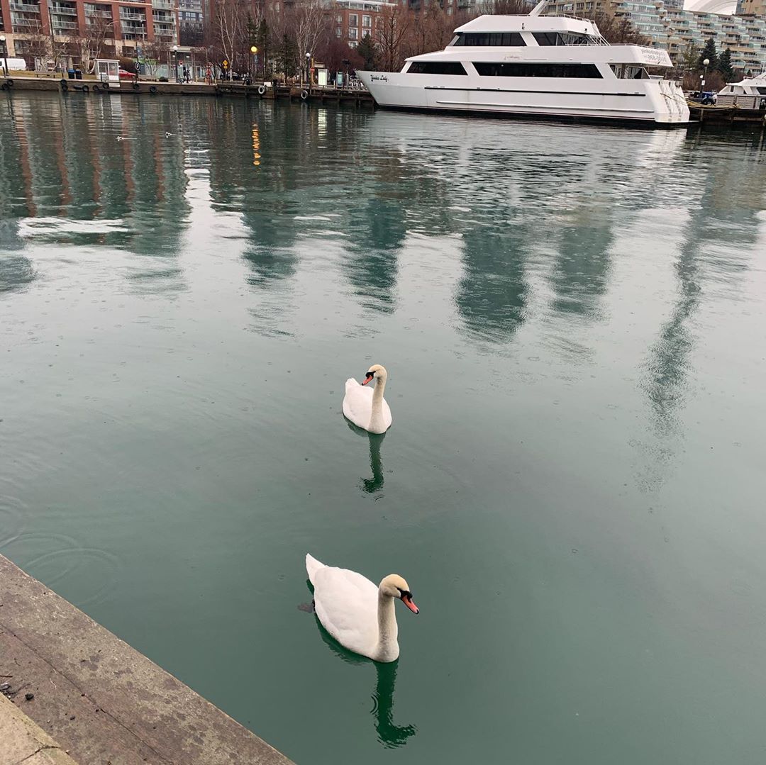 metropolitanma4's tweet photo. Two lovely swans enjoying their morning glide.

#swanlake #lakeontario #morning #newday #breezy https://t.co/hJ0PRX0A43